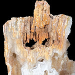 Interior of Fossilized Coral from Florida