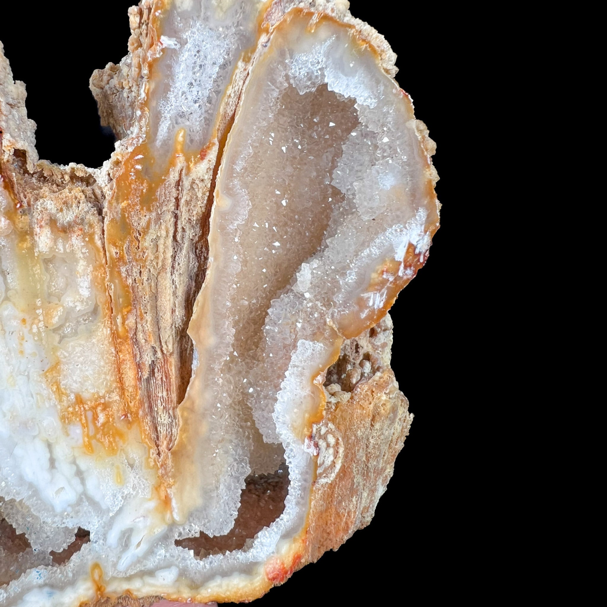 Quartz Crystals Inside Fossil Coral from Florida