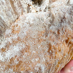 Close up of Fossilized Coral Exterior from Florida