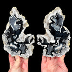 Black and White Fossil Coral Pair from Tampa Bay, Florida