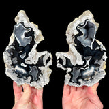 Black and White Fossil Coral Pair from Tampa Bay, Florida