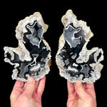 Black and White Fossilized Coral Pair from Tampa Bay area Florida