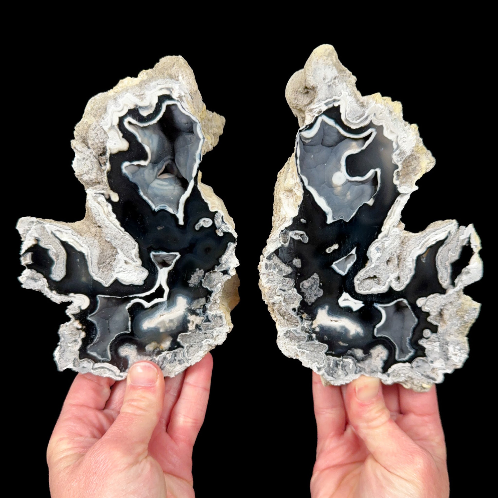 Black and White Fossilized Coral Pair from Tampa Bay area Florida