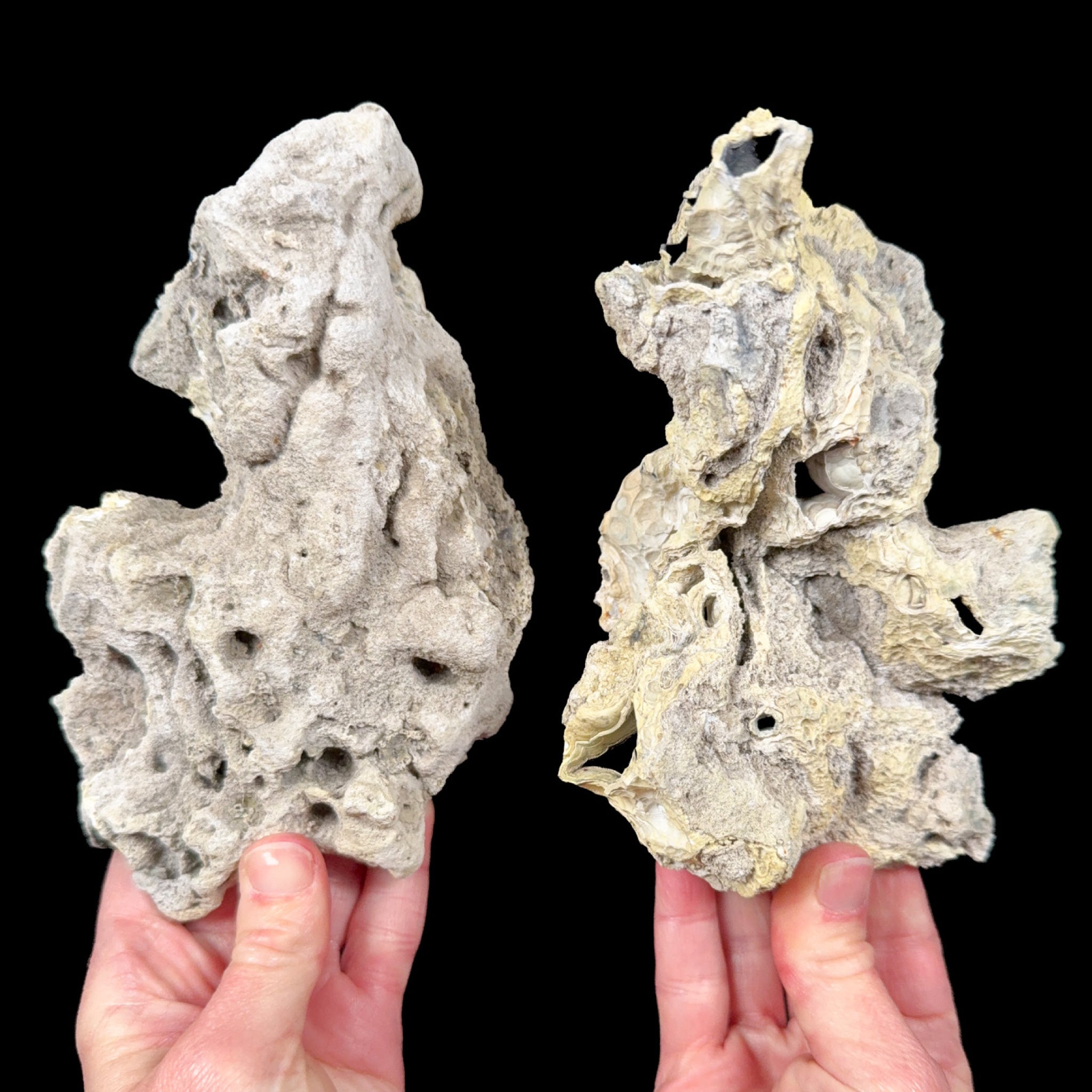 Exterior of Fossilized Coral Pair from Florida