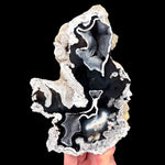 Black and White Fossil Coral