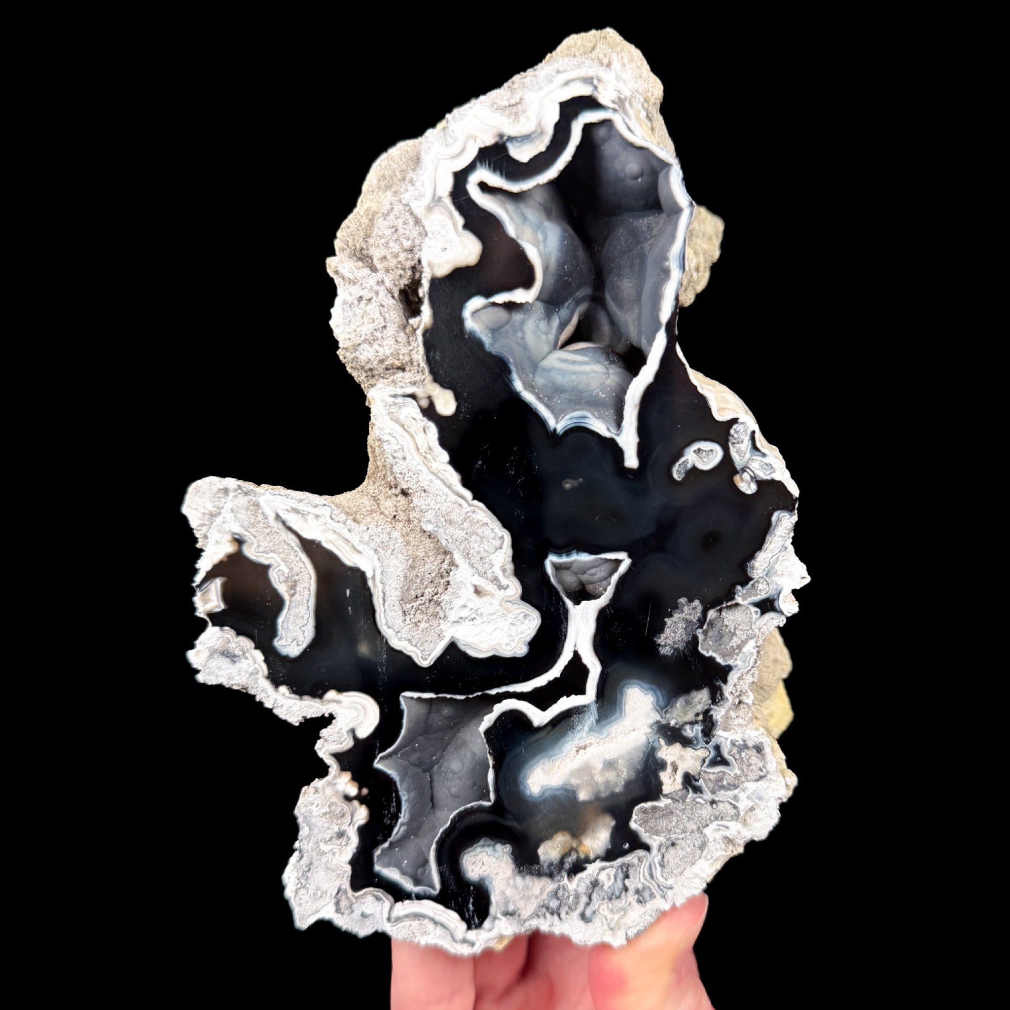 Black and White Fossil Coral