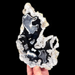 Black and white fossilized coral 