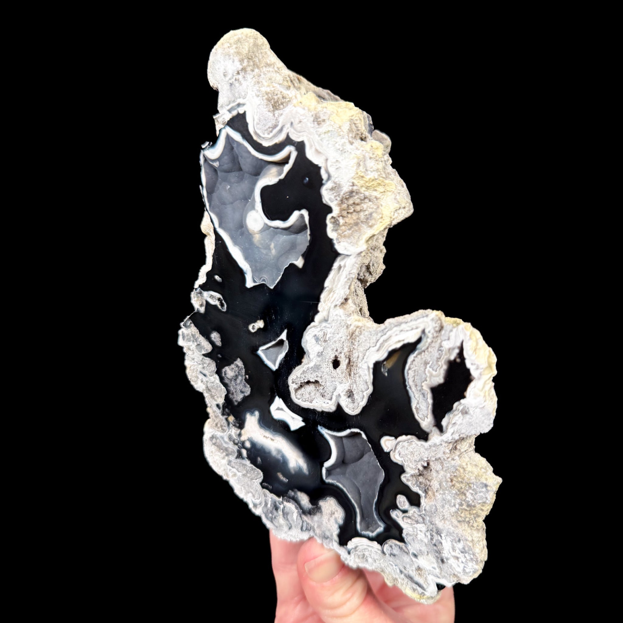 Fossil Coral from Tampa Bay, FL