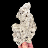 Exterior of Fossil Coral