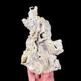 Exterior of Fossilized Coral