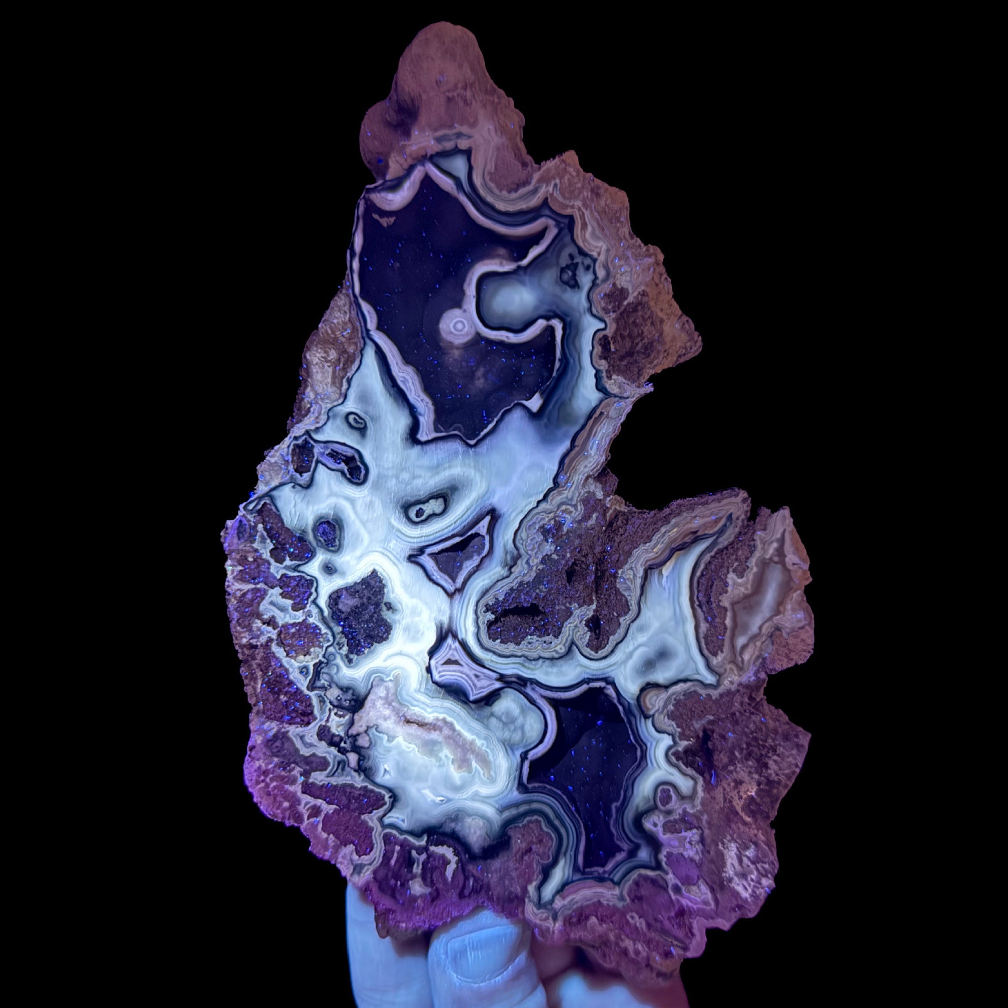 Fossil Coral displaying UV Fluorescence