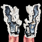 Fossilized Coral Pair from Tampa Bay, FL