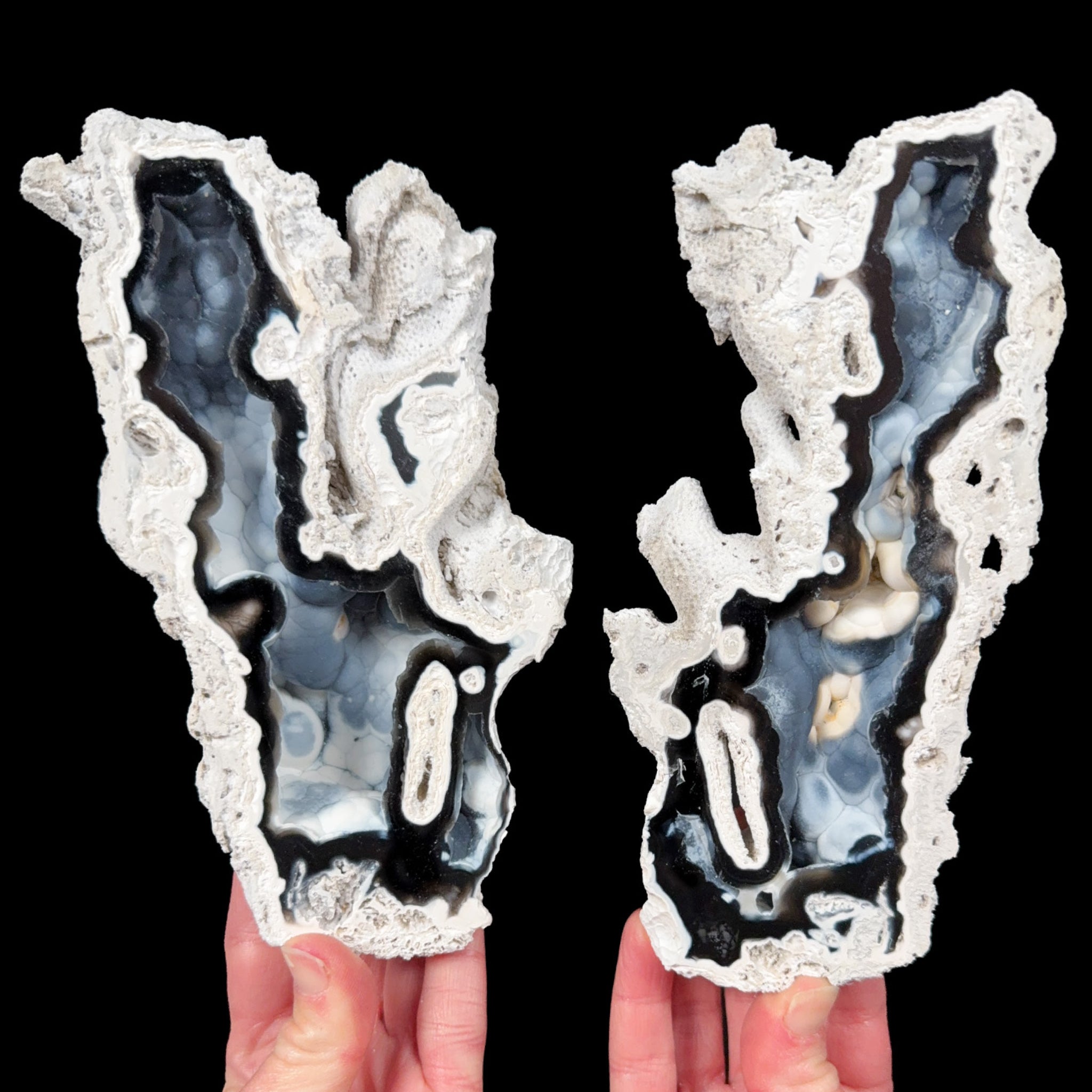 Fossilized Coral Pair from Tampa Bay, FL