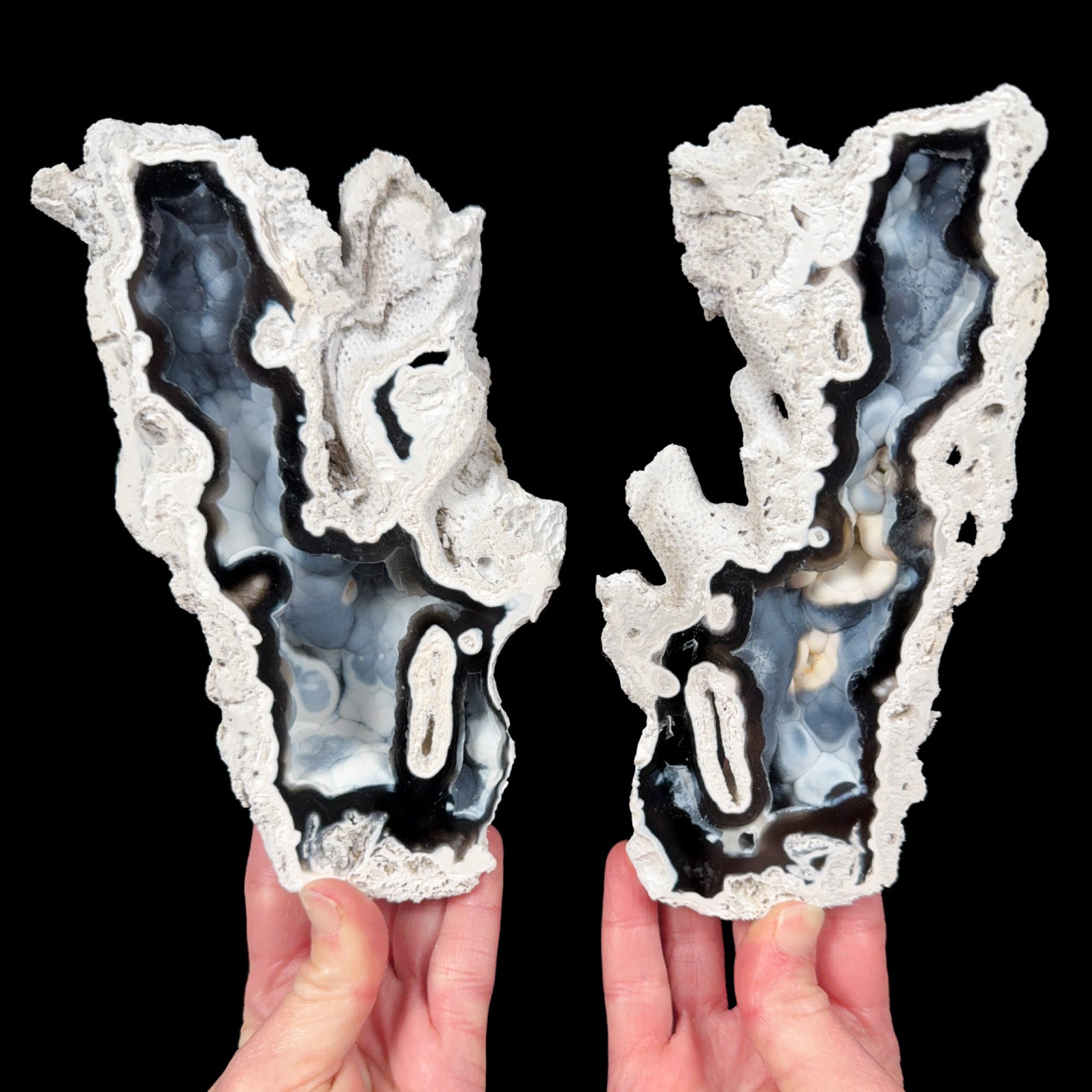 Black and White Fossil Coral Pair from Tampa Bay, Florida