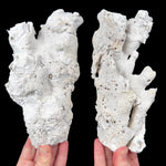 Exterior of Fossil Coral Pair