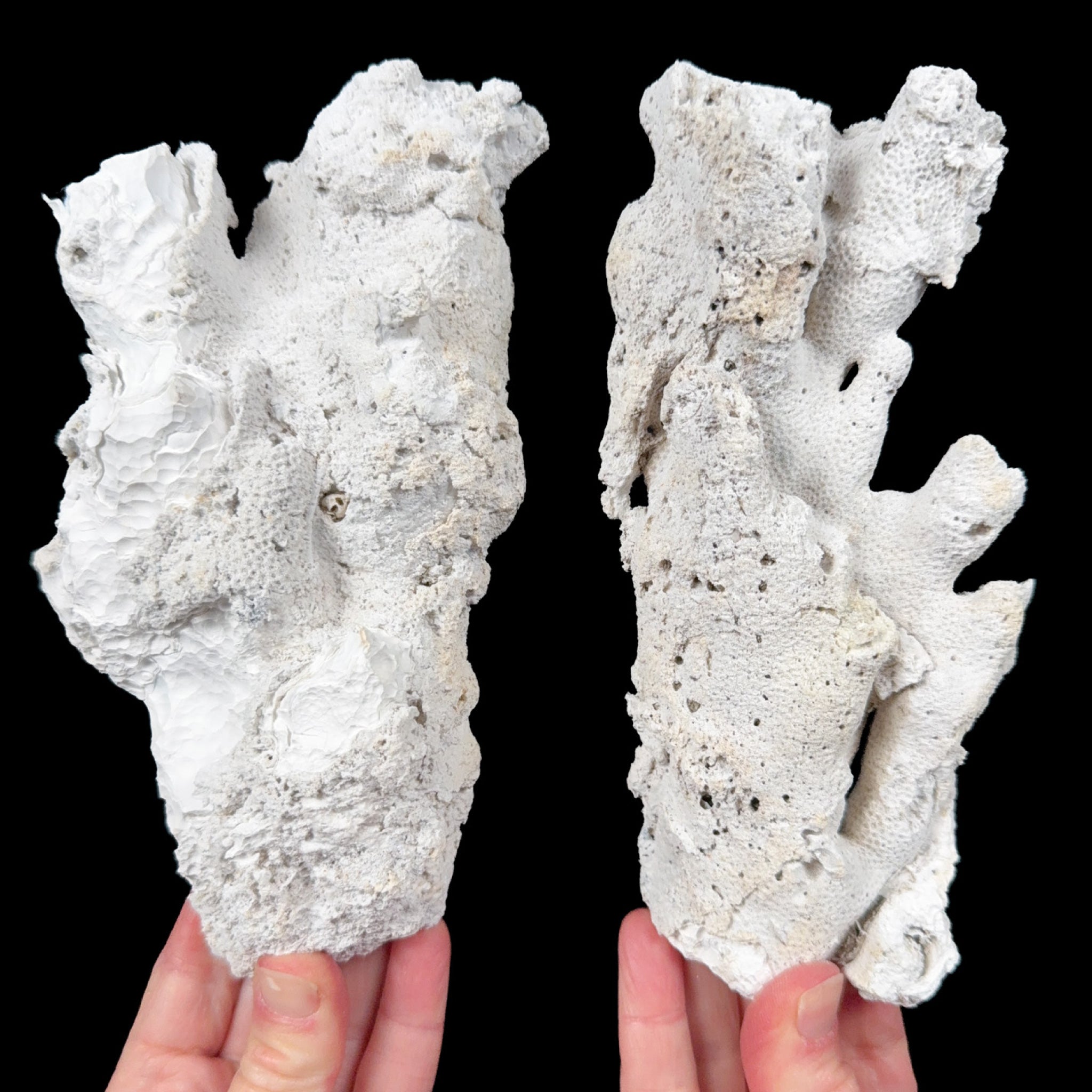 Exterior of Fossil Coral Pair
