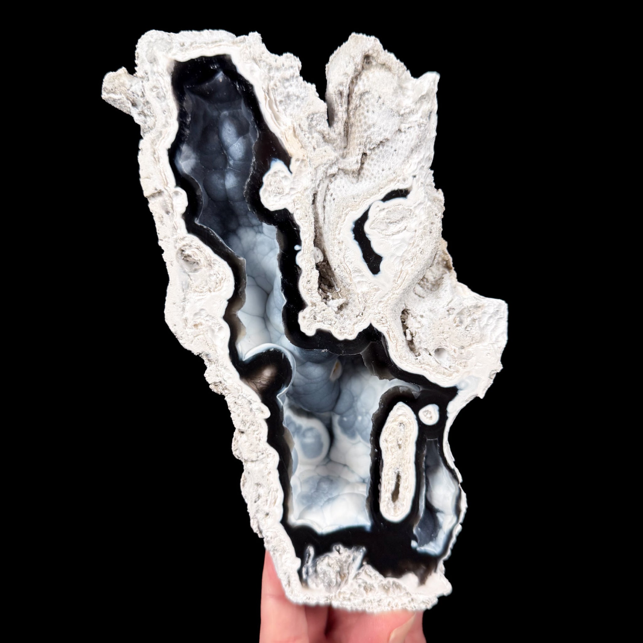 Black and White Fossilized Coral