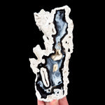 Black and White Fossilized Coral with Chalcedony