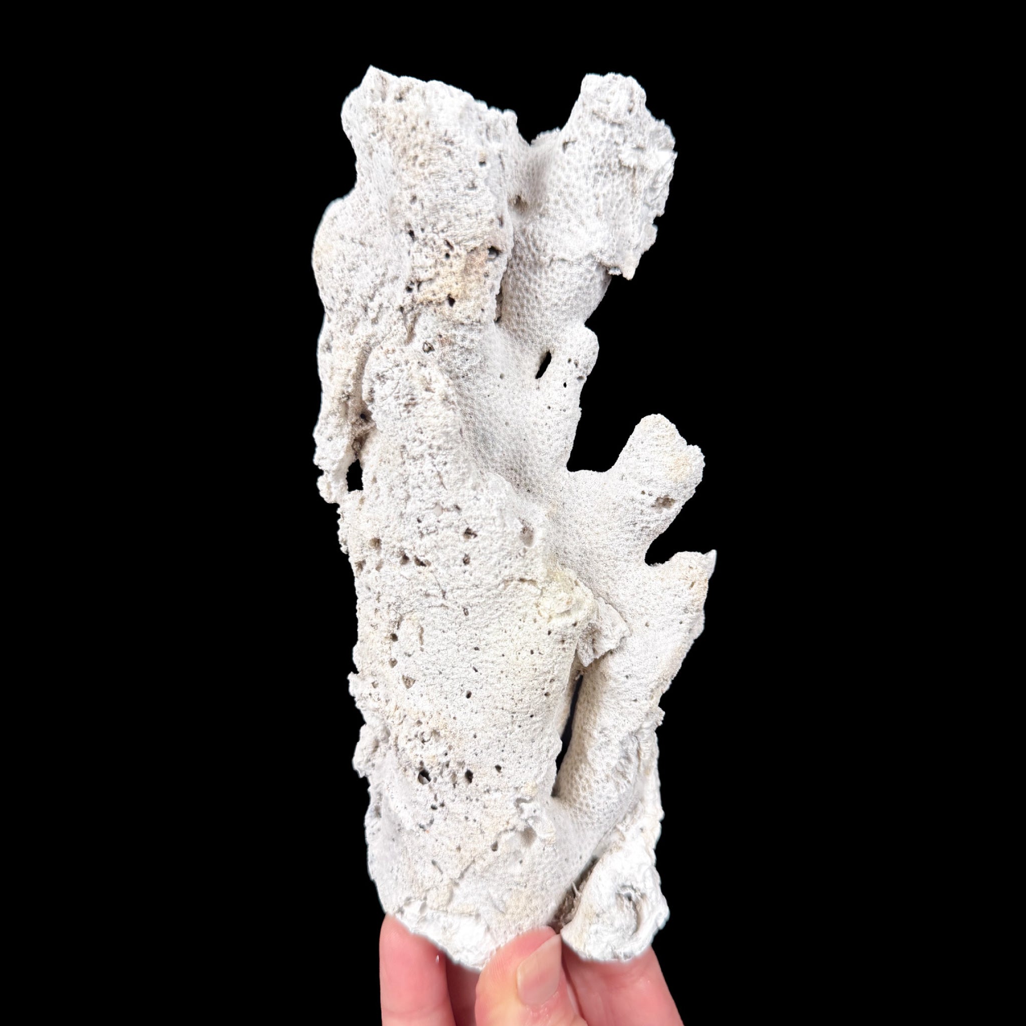 Exterior of Fossilized Coral
