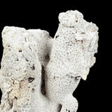 Close up of exterior of fossil coral