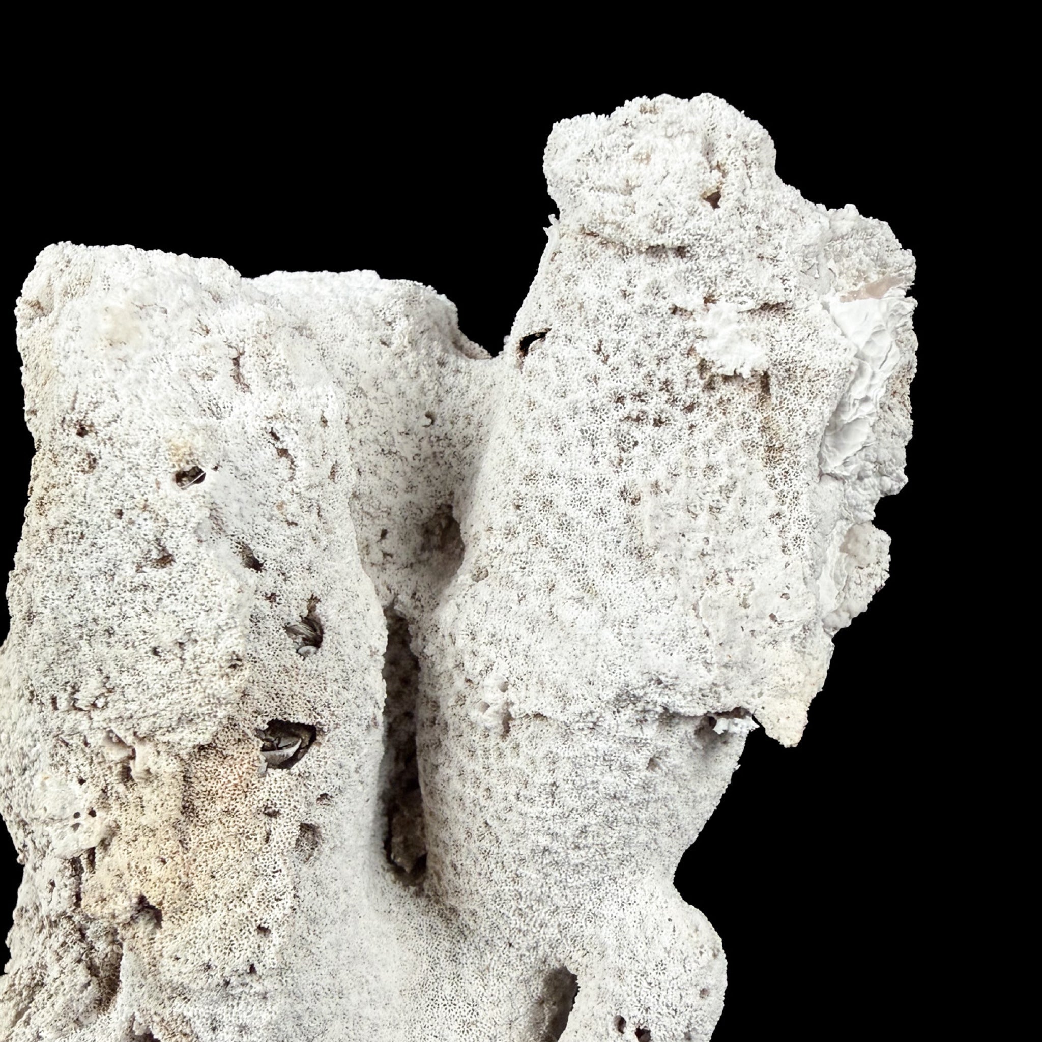 Close up of exterior of fossil coral