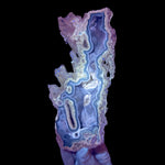 Fossil Coral displaying UV fluorescence