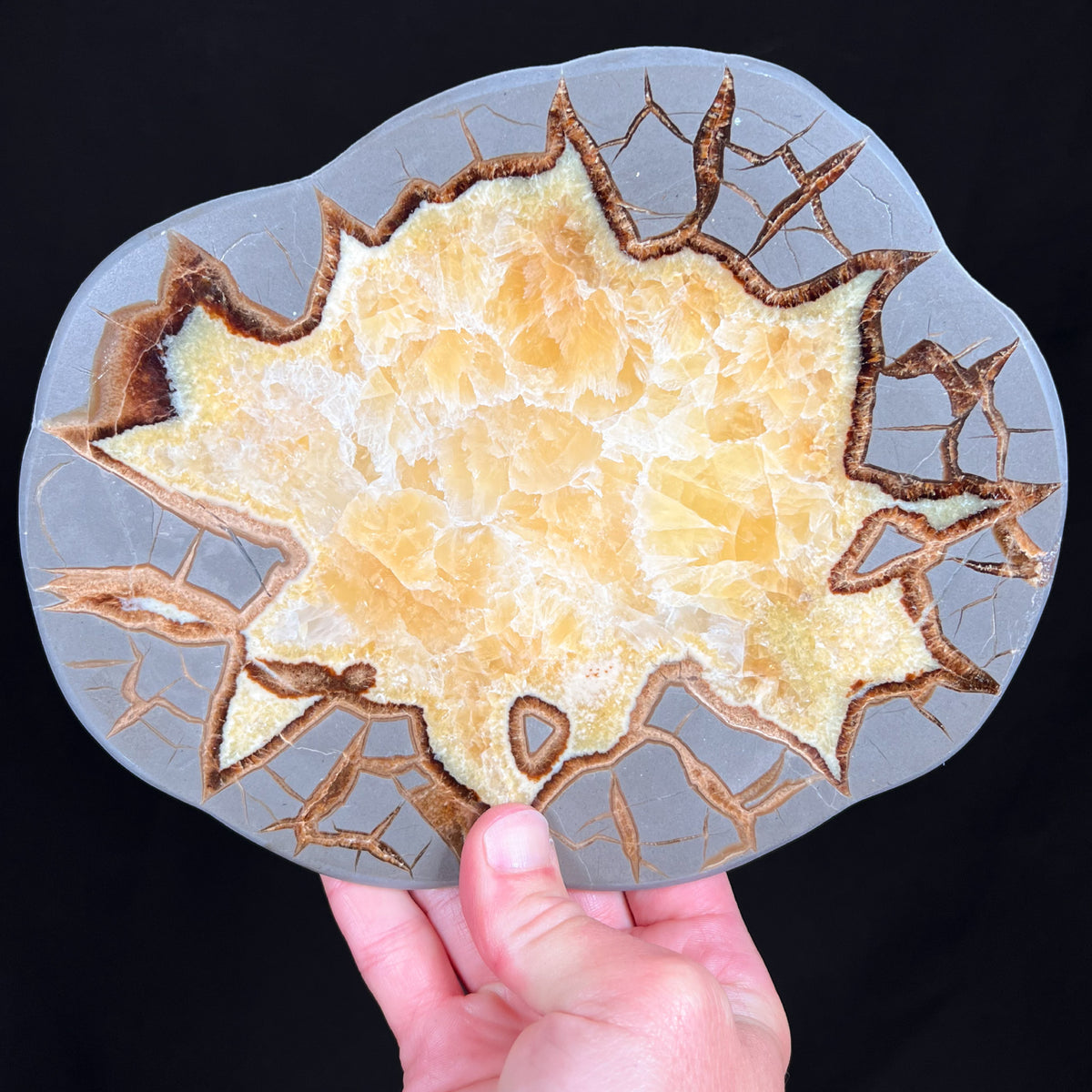 Golden Calcite Septarian Slab 