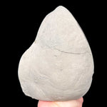 Exterior of septarian concretion