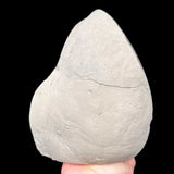 Exterior of septarian concretion