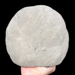 Exterior of septarian concretion