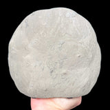 Exterior of septarian concretion