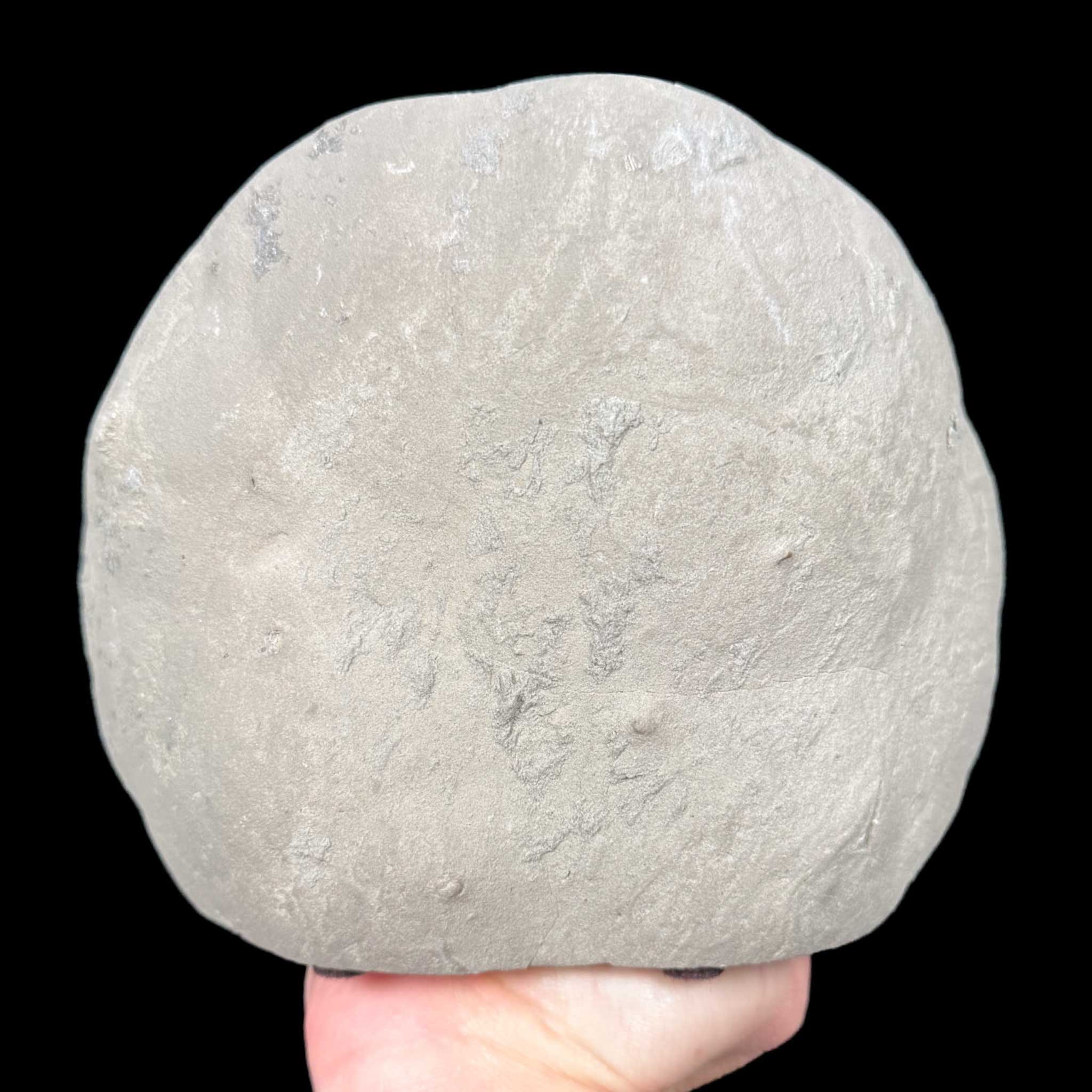 Exterior of septarian concretion