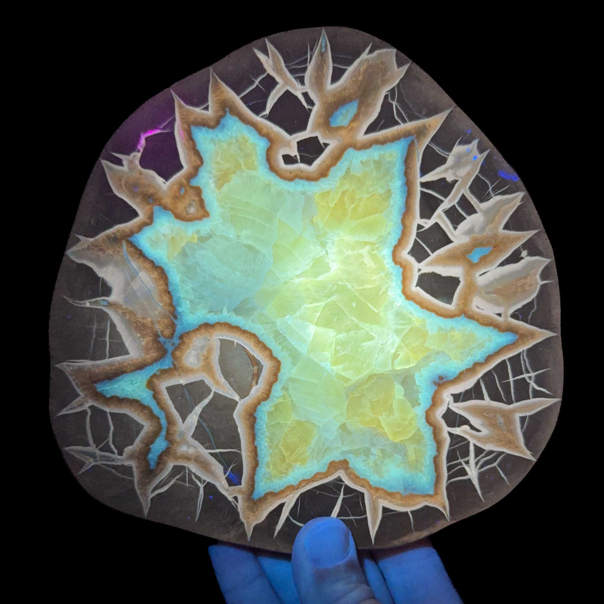 Septarian Concretion Slice displaying UV fluorescence