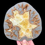 Septarian Concretion Slice