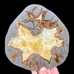 Slice of Yellow Calcite Septarian Concretion 