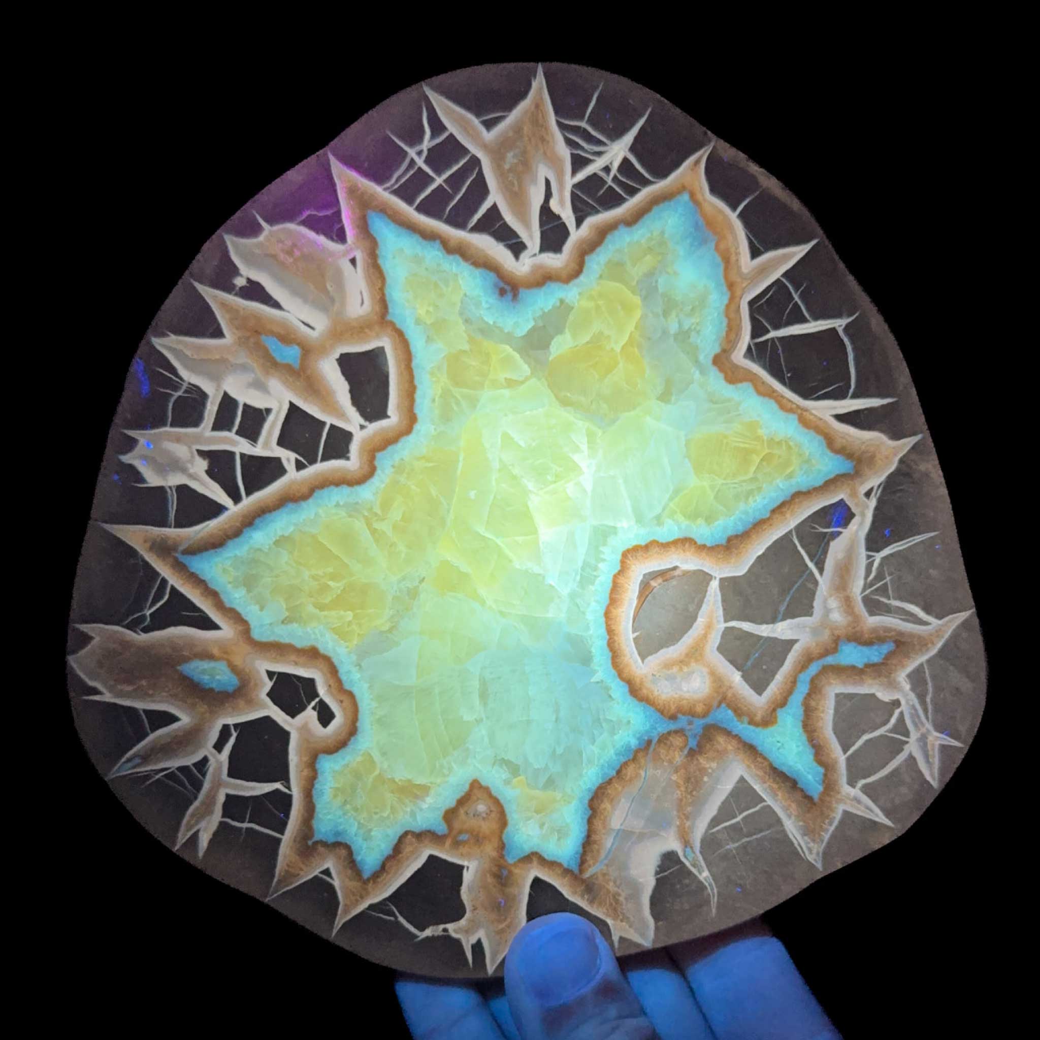 Septarian Concretion Slice displaying UV fluorescence