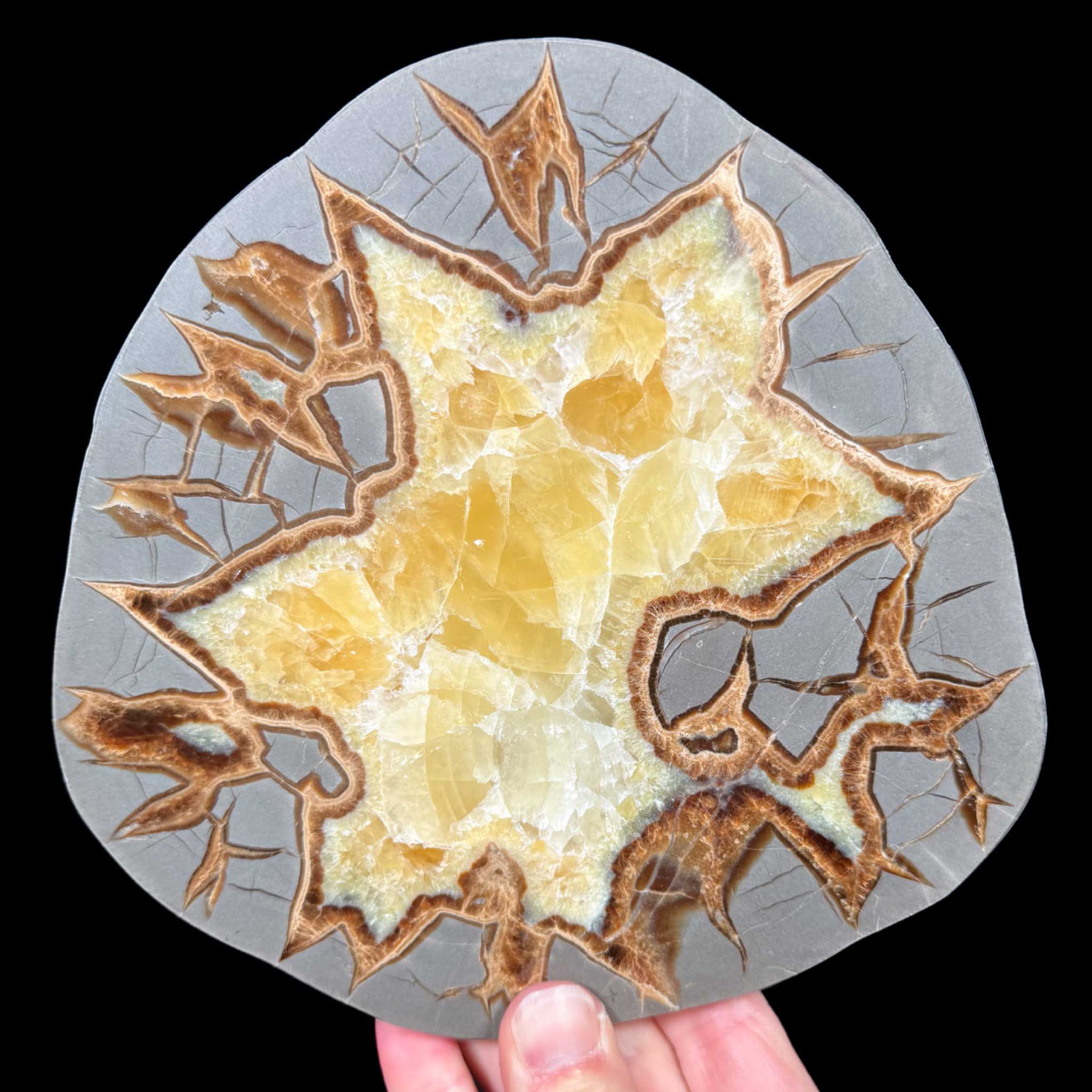 Golden Calcite Septarian Concretion Slice