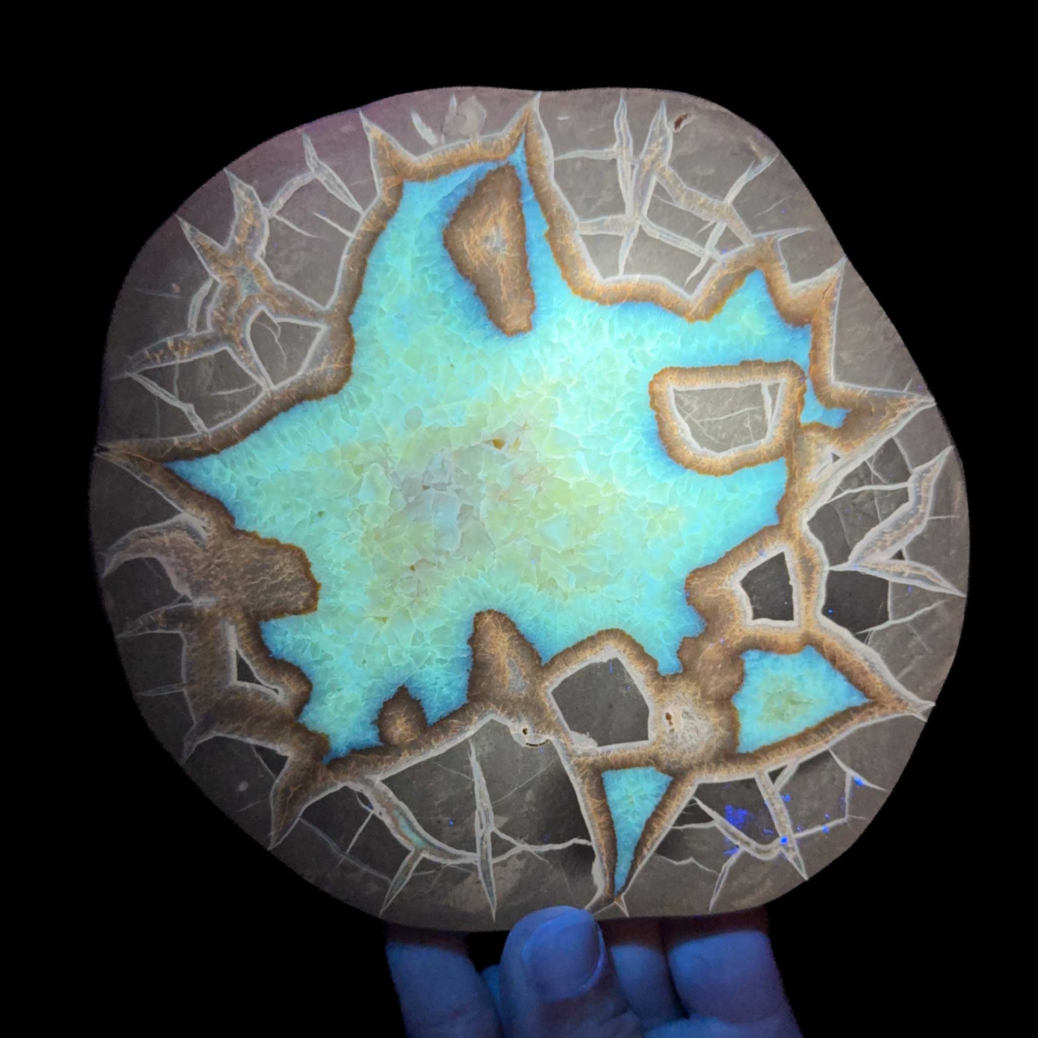 Septarian Calcite Slice displaying UV fluorescence