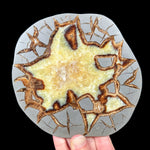 Golden Yellow Calcite Septarian Concretion Slice