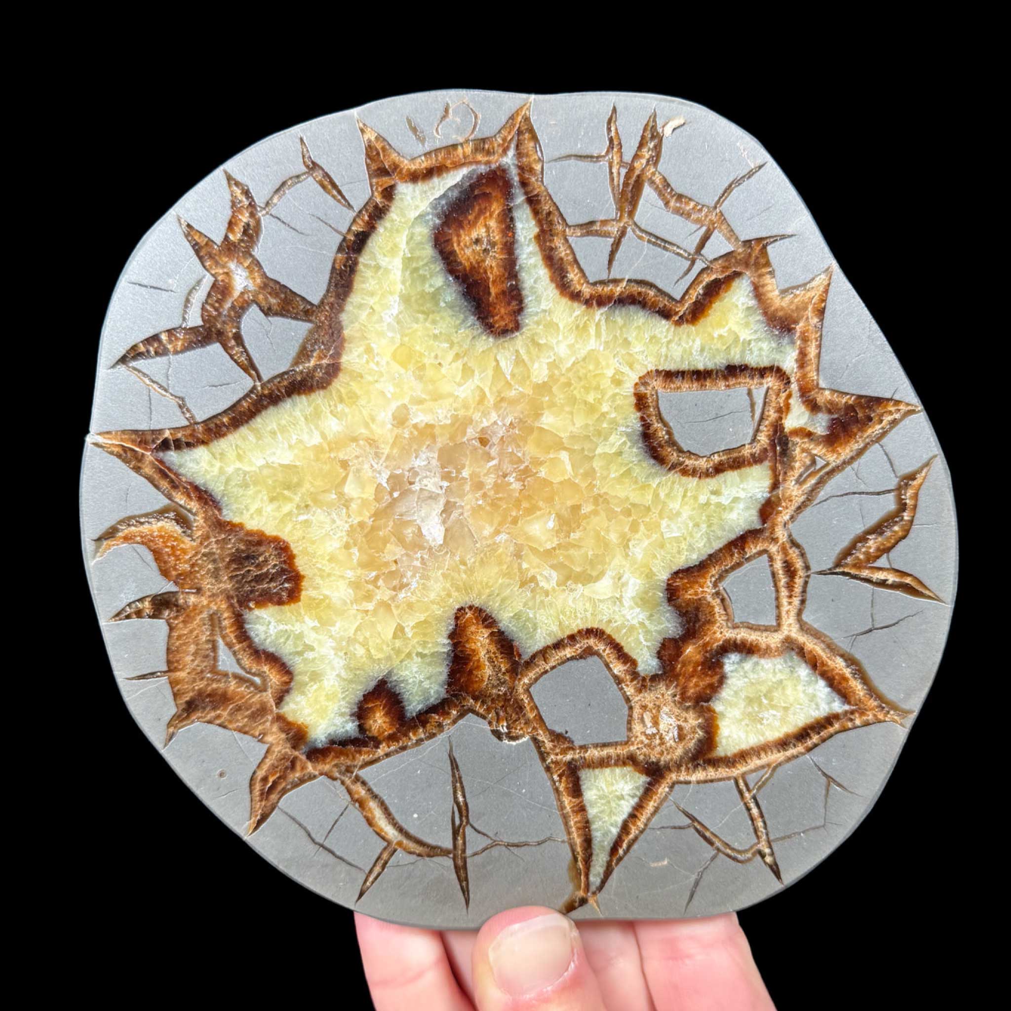 Golden Yellow Calcite Septarian Concretion Slice