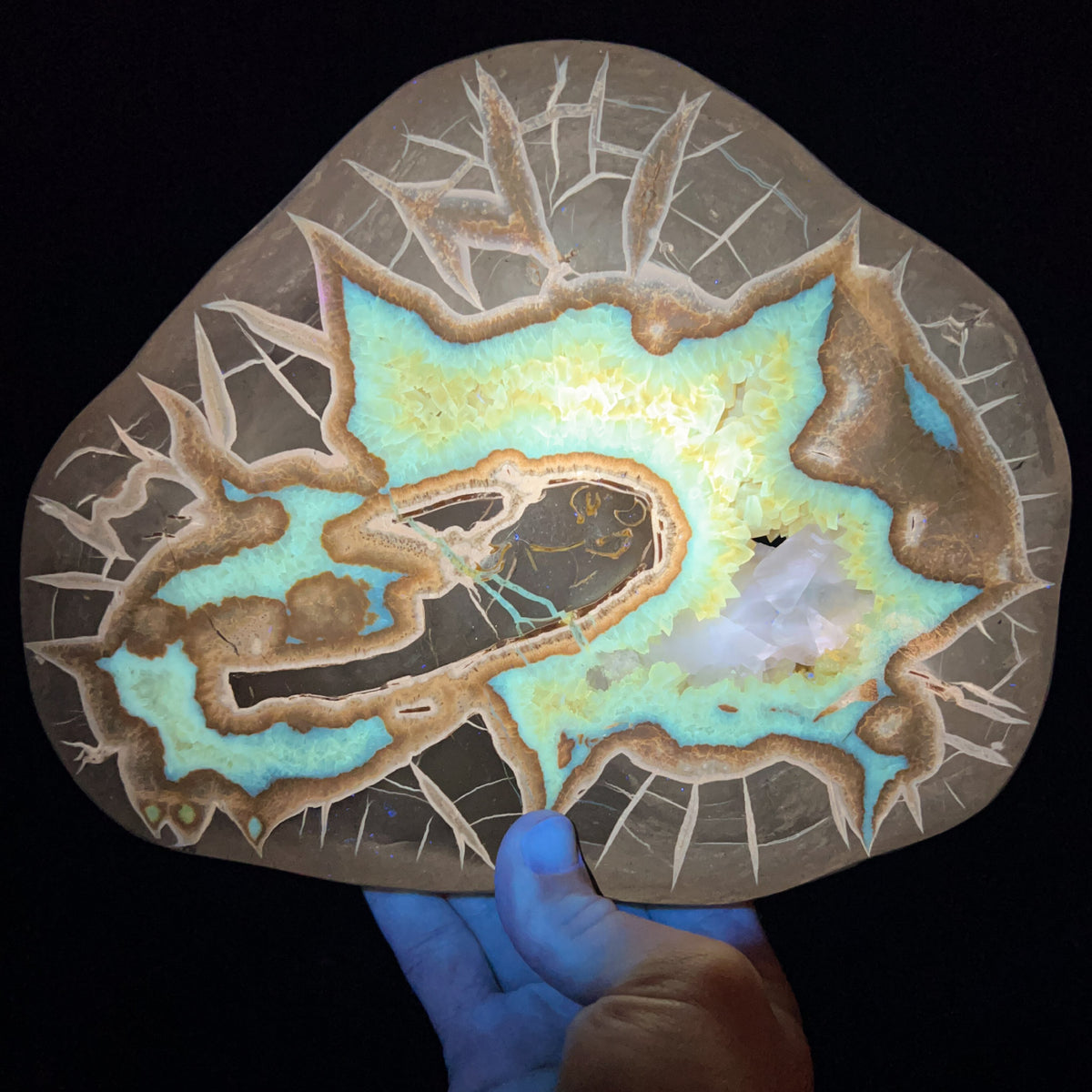 Golden Calcite Concretion Slice Under UV Fluorescent Light