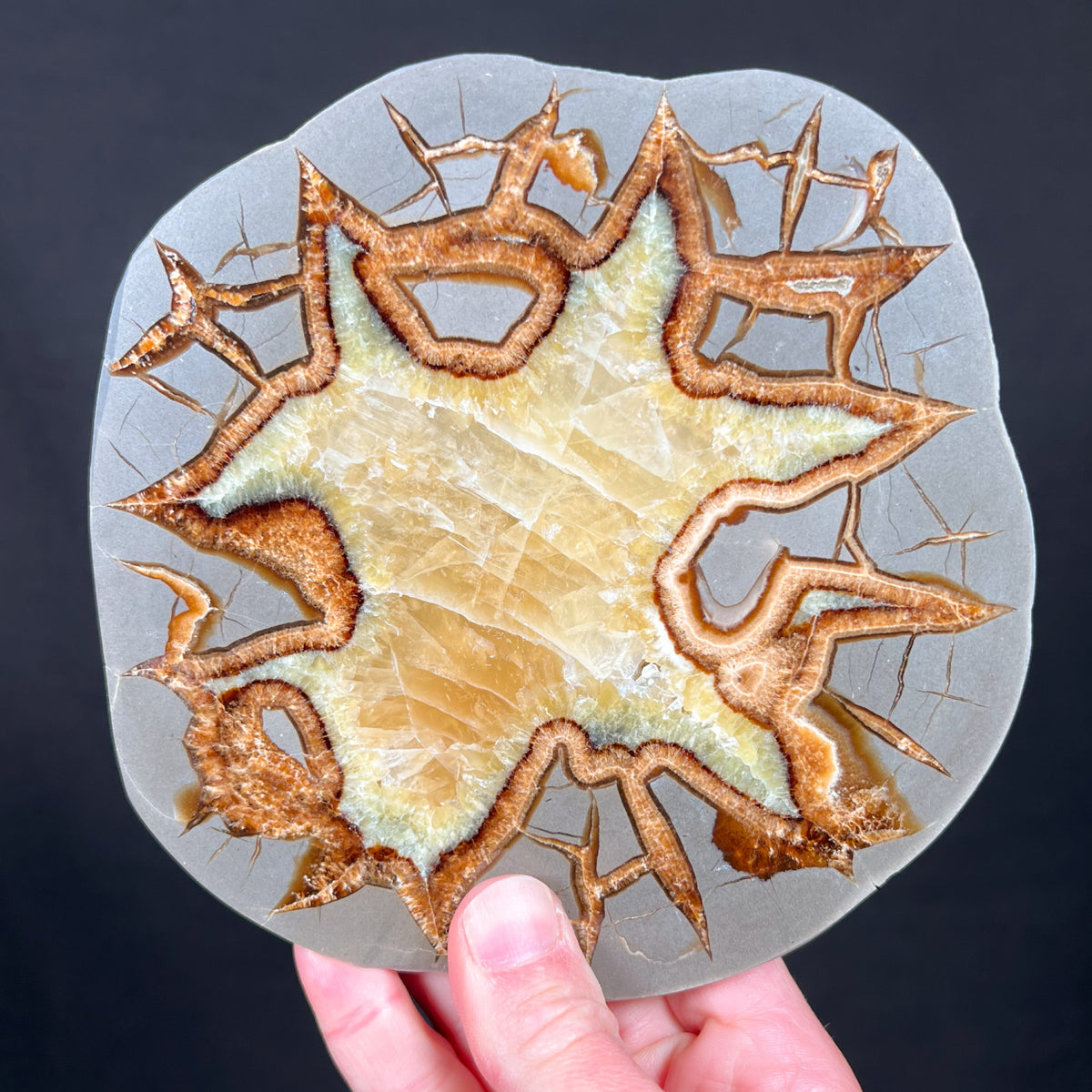 Golden Calcite Septarian Concretion Slice Utah