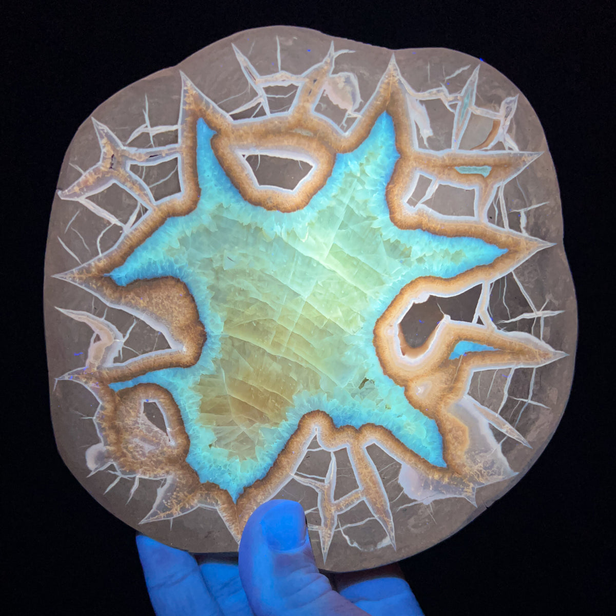 Septarian Concretion Slab Fluorescent Under UV light
