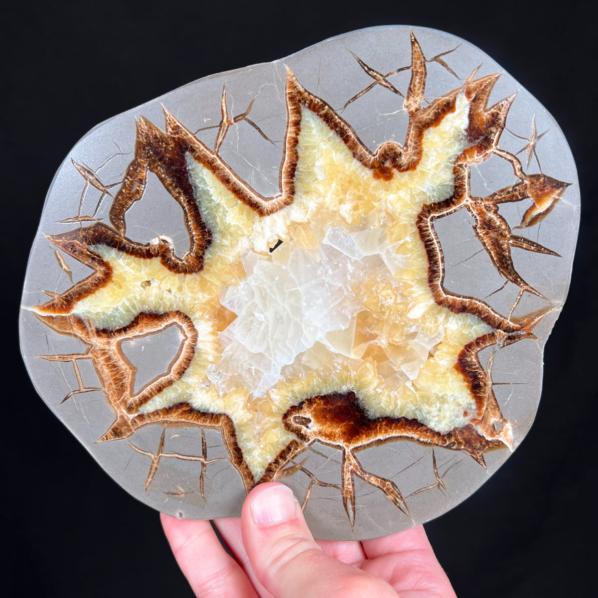 Golden Calcite Septarian Slice
