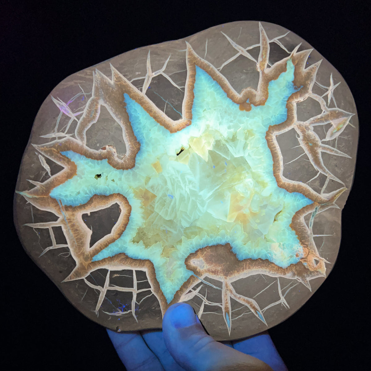 Golden Calcite Septarian Concretion with UV fluorescence