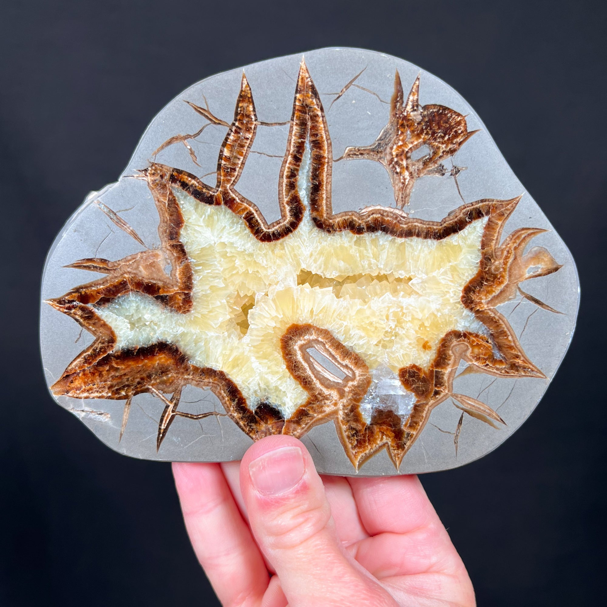 Golden Calcite Septarian Concretion Slice
