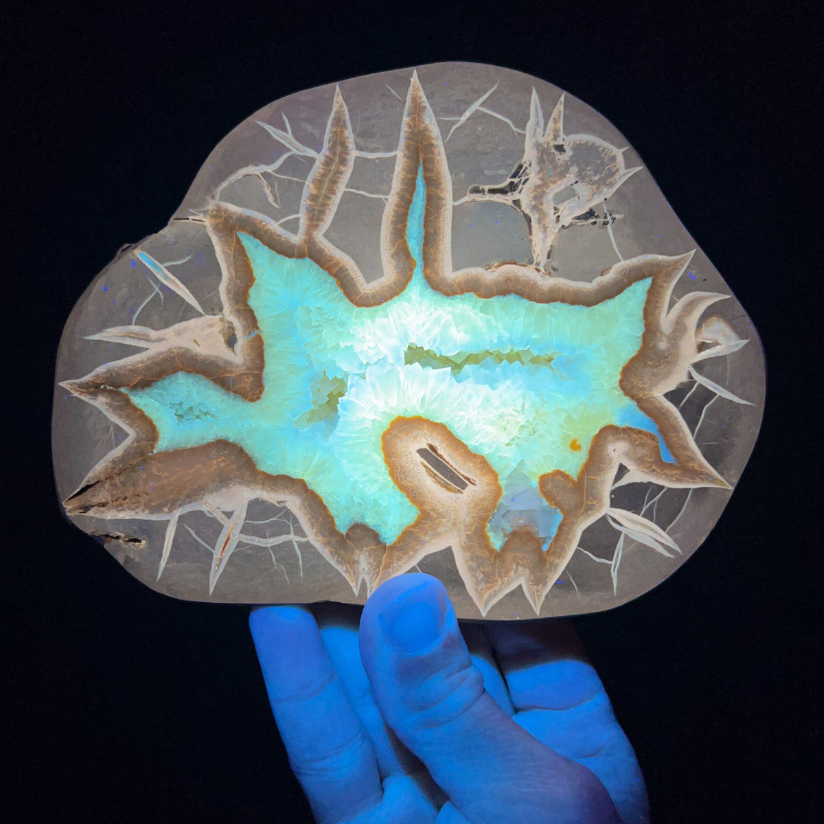Septarian Concretion Slab Under UV Fluorescent Light