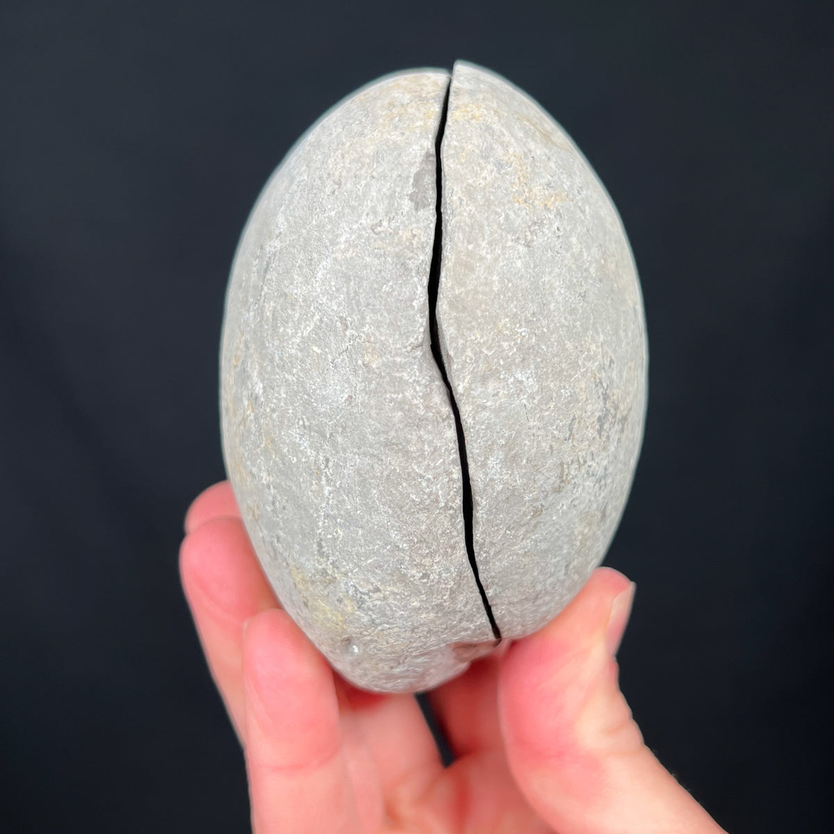 Fossil Ammonite Concretion 