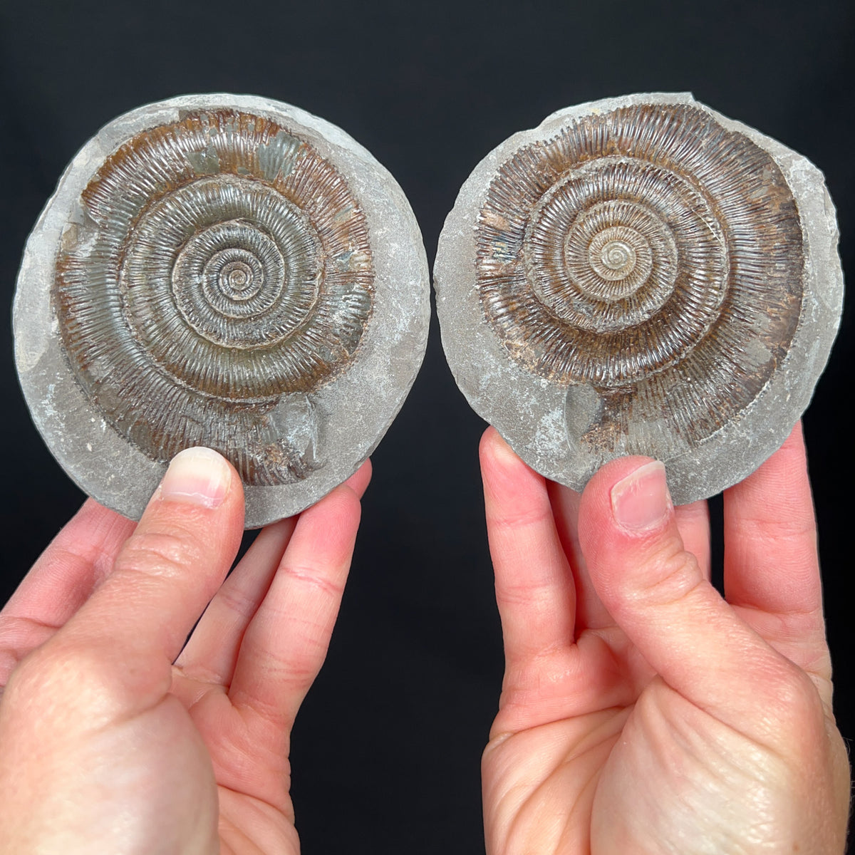 Dactylioceras Ammonite Fossil Pair Inside a Concretion