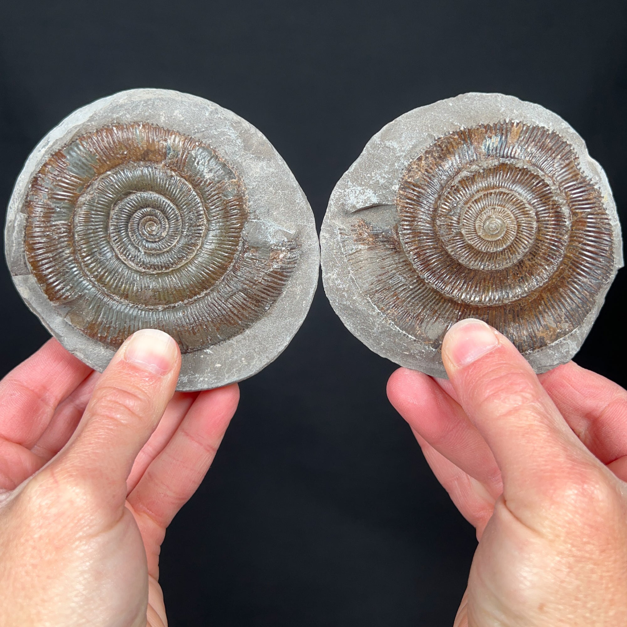 Jurassic Period Fossil Ammonite Concretion